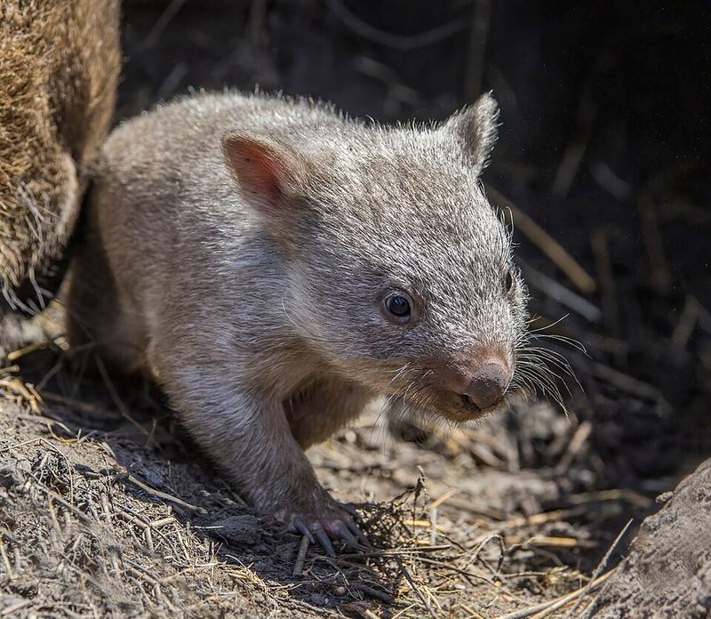 Wombat