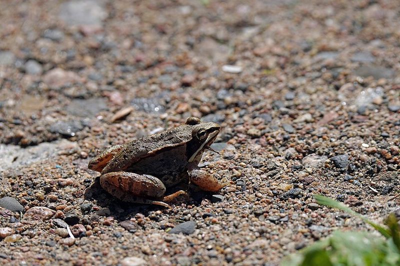 Wood Frogs Freeze Solid and Come Back to Life Wood Frogs Freeze Solid and Come Back to Life