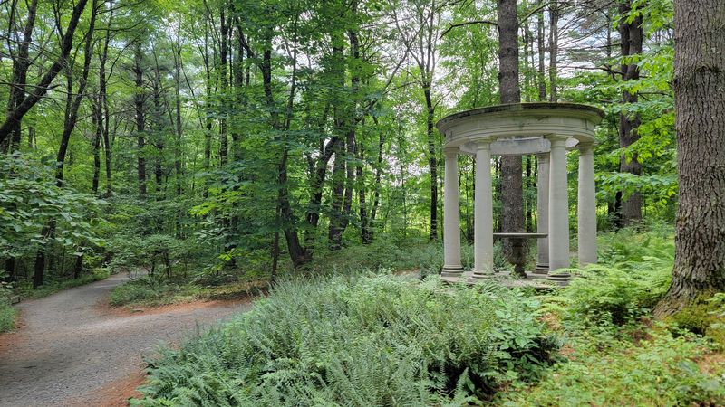 Woodland Trails and the Trees That Line Them
