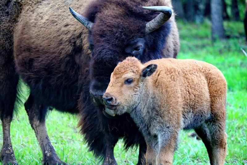 Woolaroc Museum & Wildlife Preserve — Bartlesville, Oklahoma