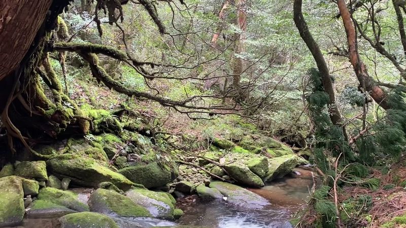 Yakushima Forest (Japan) Yakushima Forest (Japan)