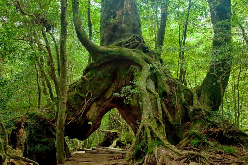 Yakushima, Japan Yakushima, Japan