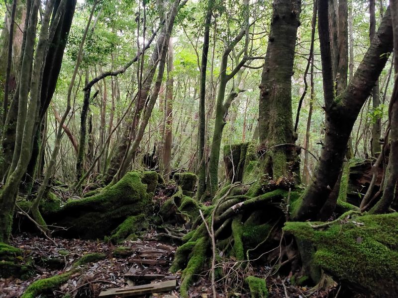 Yakushima National Park, Yakushima, Kagoshima, Japan
