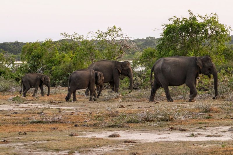 Yala National Park, Southern Province, Sri Lanka