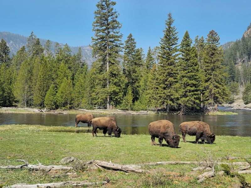 Yellowstone National Park, Wyoming, Montana, and Idaho, USA