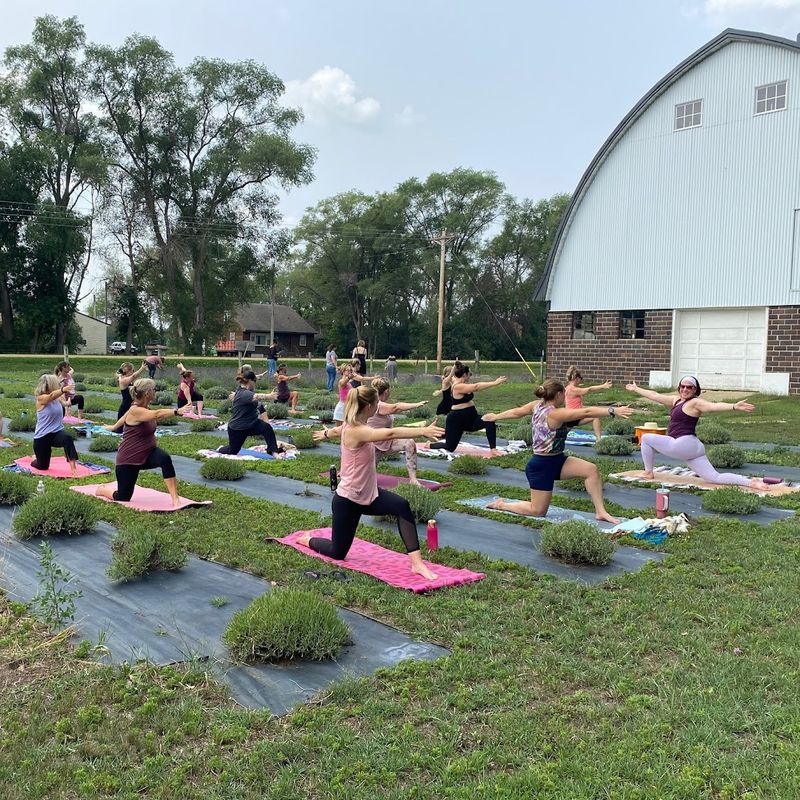 Yoga Among the Lavender Rows