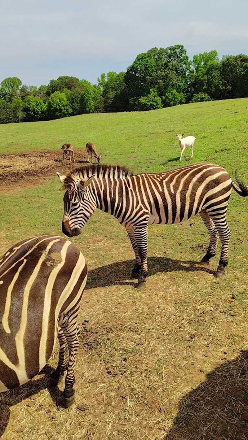 Zebras, Wildebeest, and Animals You Rarely See This Close Zebras, Wildebeest, and Animals You Rarely See This Close