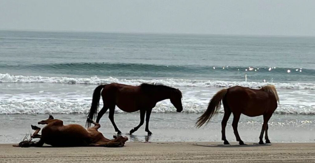 10 Beaches Where Wild Horses Create an Unforgettable Sight