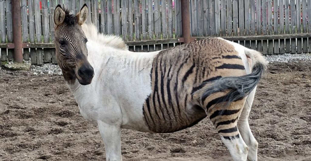 10 Real Hybrid Animals That Actually Exist