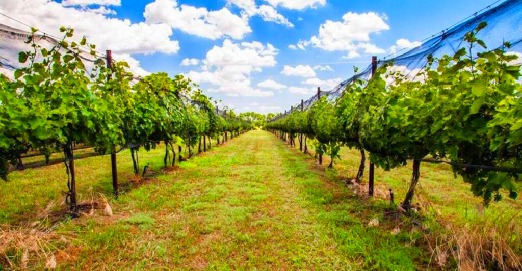 11 Kansas Wineries and Vineyards Worth Visiting This Year