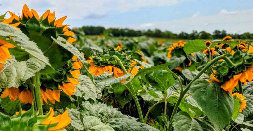 11 Nebraska Sunflower and Wildflower Spots That Are Stunning in Bloom