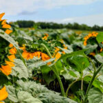 11 Nebraska Sunflower and Wildflower Spots That Are Stunning in Bloom