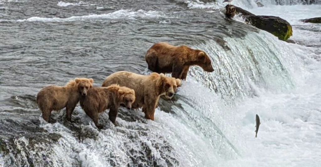 12 Best National Parks for Seeing Bears in the Wild