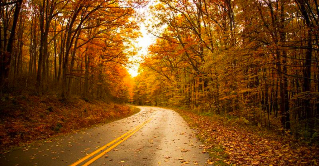 12 Pennsylvania Forest Roads That Feel Miles Away From Everything