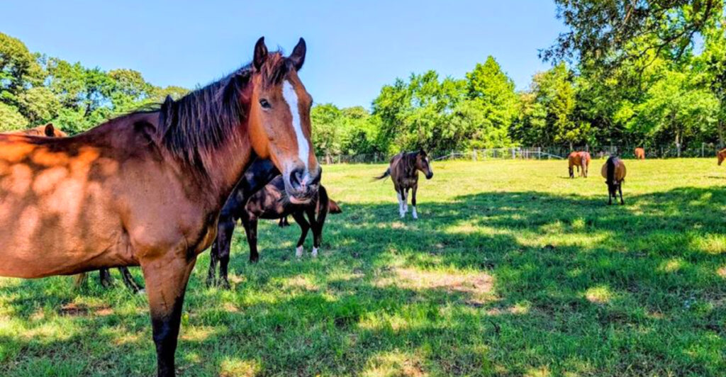 13 Animal Rescue Farms That Became Unexpected Tourist Attractions