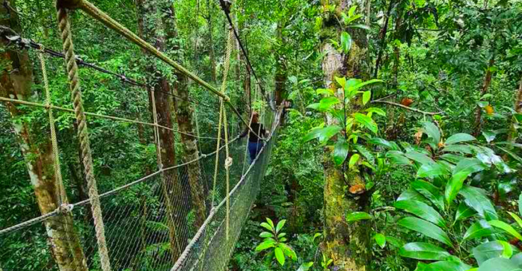 13 Beautiful Rainforest Regions You Can Explore Responsibly