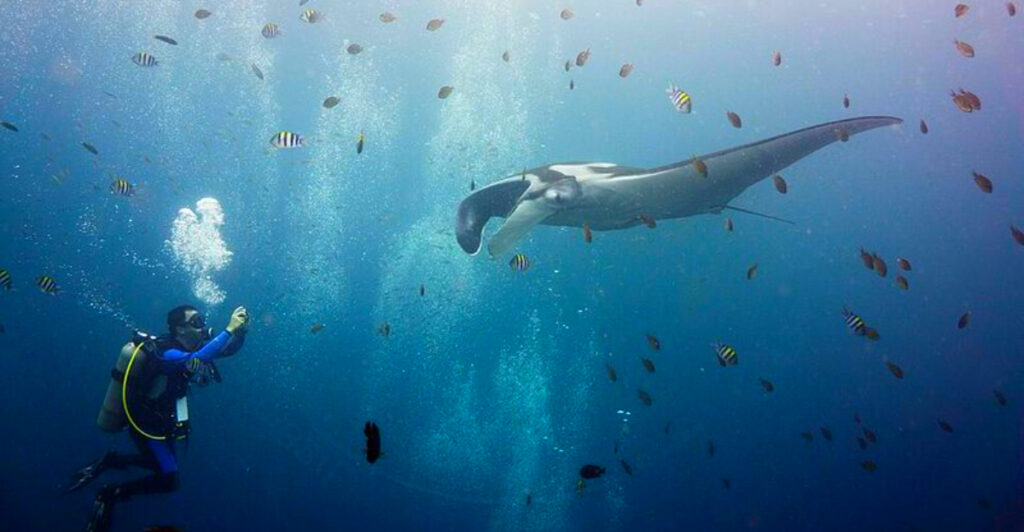 13 Incredible Ocean Creatures Divers Hope to See at Least Once