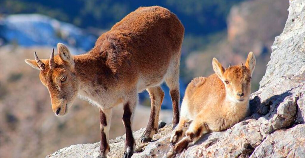 13 Mountain Regions Where Ibex Still Scale Impossible Cliffs