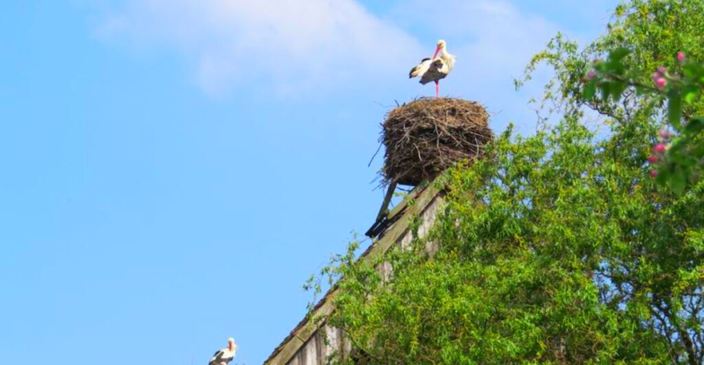 13 Places Famous for Their White Storks