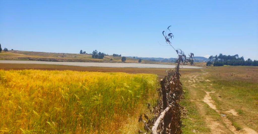 13 Regions Where Ancient Grain Varieties Still Thrive