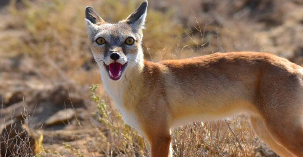 13 Regions Where Rare Fox Species Still Survive