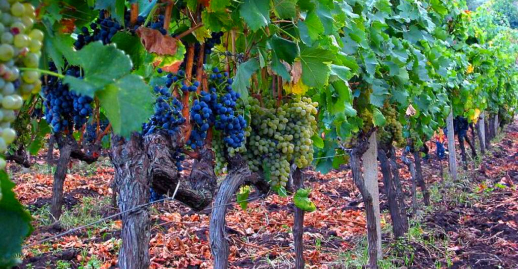 13 Regions Where Winemaking Is Still Done the Ancient Way