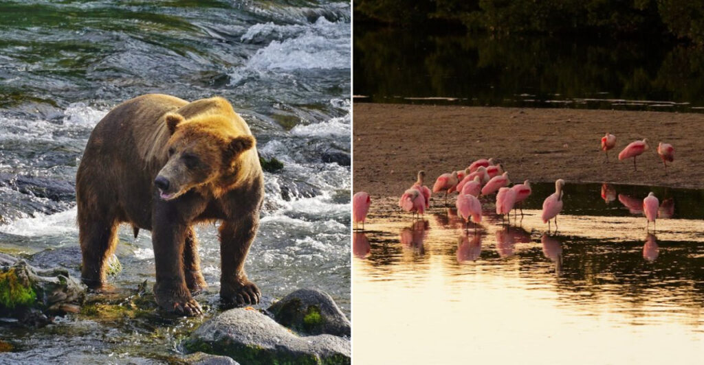 13 Unforgettable Wildlife Experiences Across America