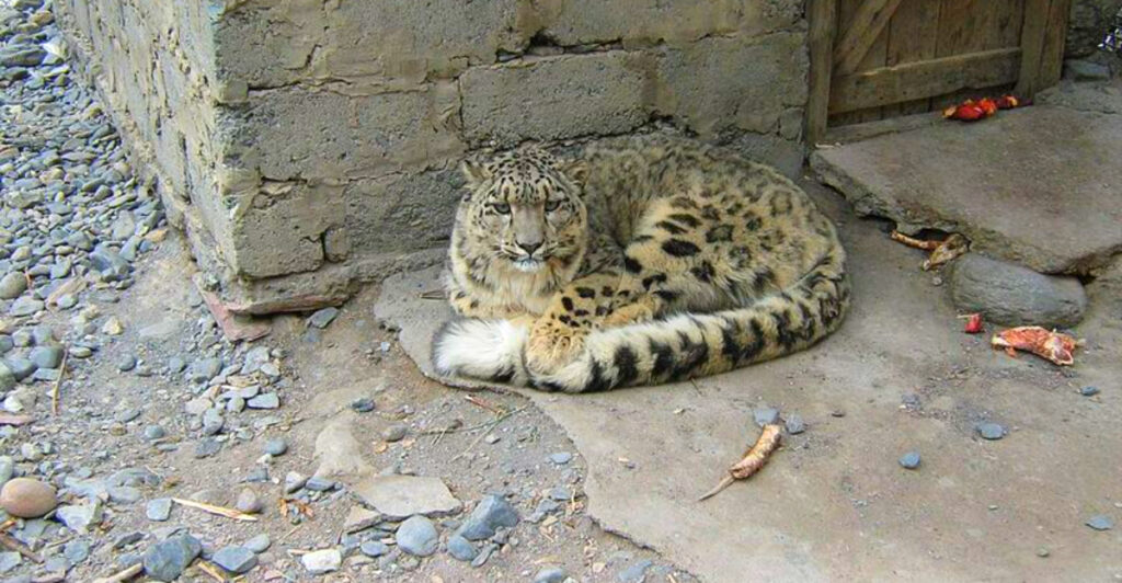 14 Best Places in Asia to See Rare Snow Leopards