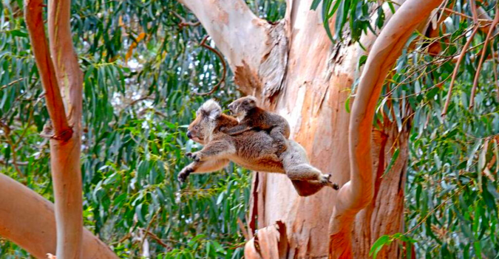 14 Best Places in Australia to See Wild Koalas