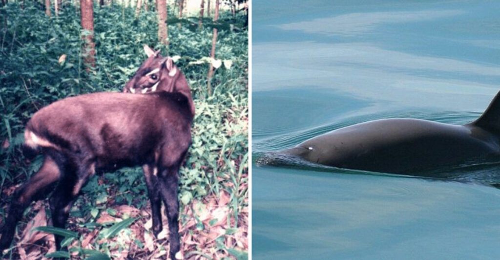14 Fascinating Animals You’ll Almost Never Find in a Zoo