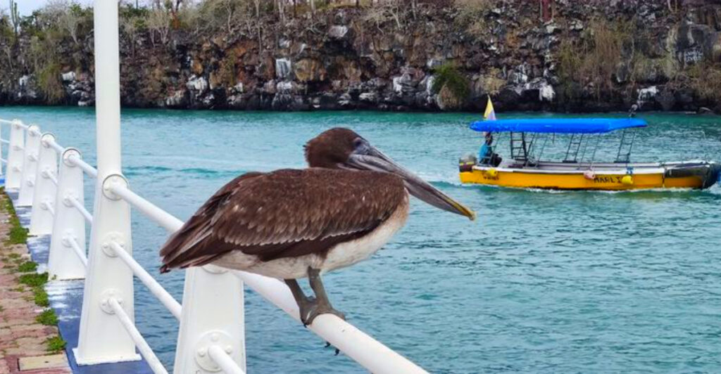 14 Islands Famous for Their Unique Animal Species
