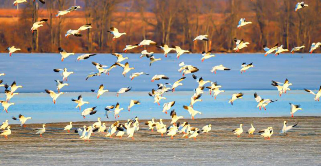 14 Pennsylvania Wildlife Refuges Perfect for Birdwatching