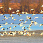 14 Pennsylvania Wildlife Refuges Perfect for Birdwatching