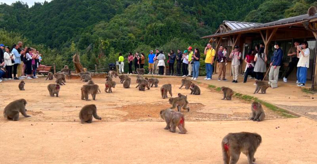 14 Places in Asia Where Monkeys Rule Entire Regions