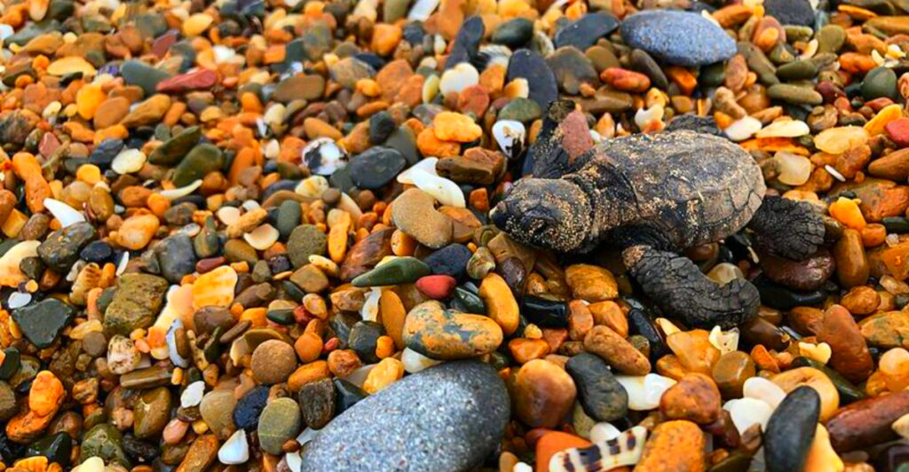 15 Best Beaches to Watch Sea Turtle Hatchlings