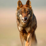 15 Best Places in Europe to See Wolves in the Wild