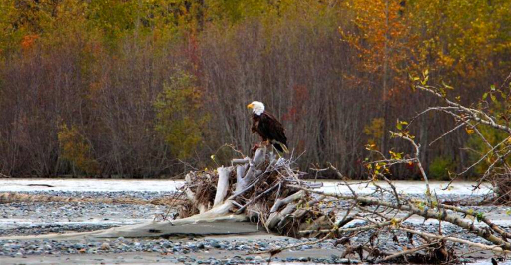 15 Best Places in North America to Watch Bald Eagles