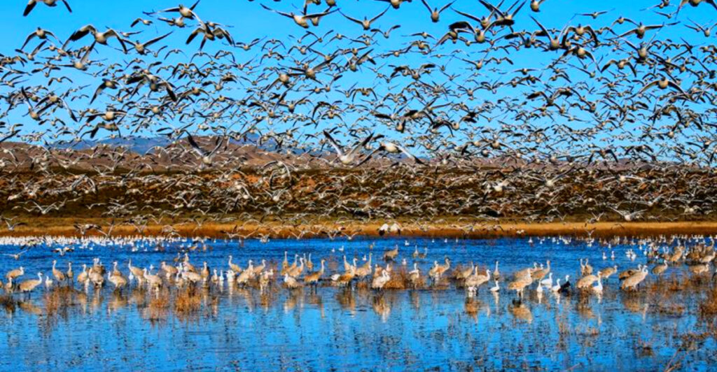 15 Best Places to Witness Bird Migration Spectacles
