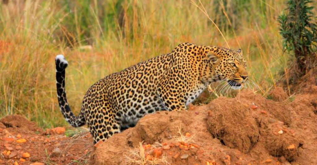 15 Best Safari Destinations for Leopard Sightings