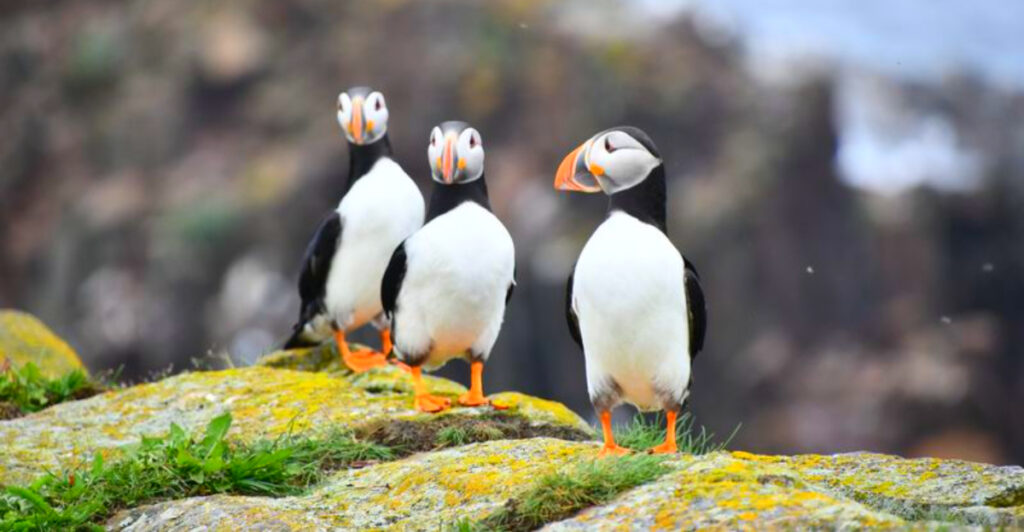 15 Coastal Destinations Where Puffins Nest Every Summer