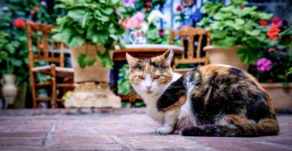 15 Countries With the Largest Pet Cat Populations in the World