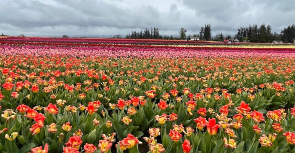 15 Flower Farms in America Where Visitors Can Walk Through Rows Of Color