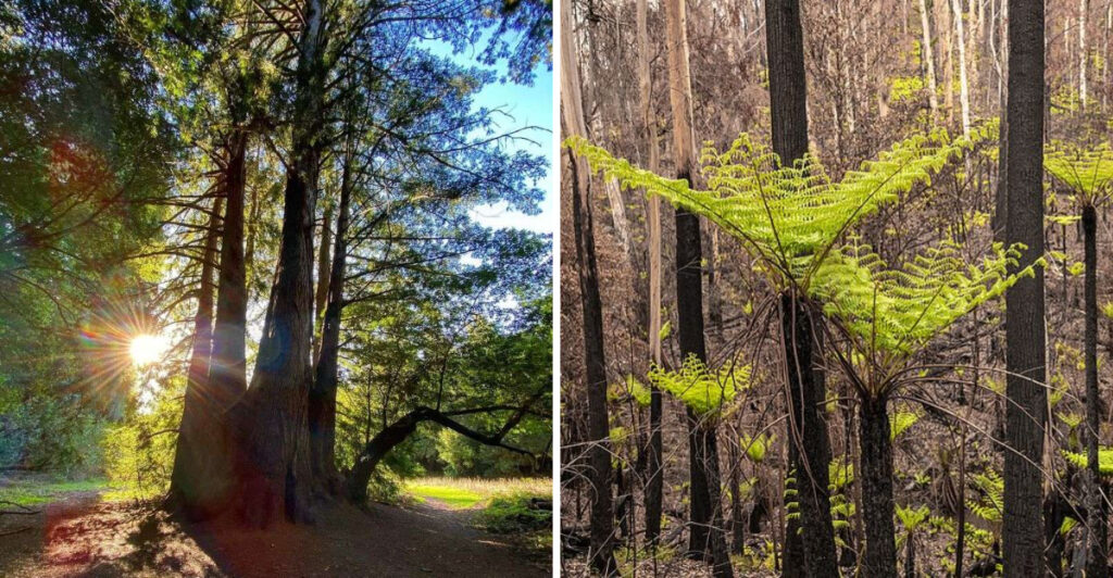 15 Most Forested Countries on Earth, Ranked by Forest Area