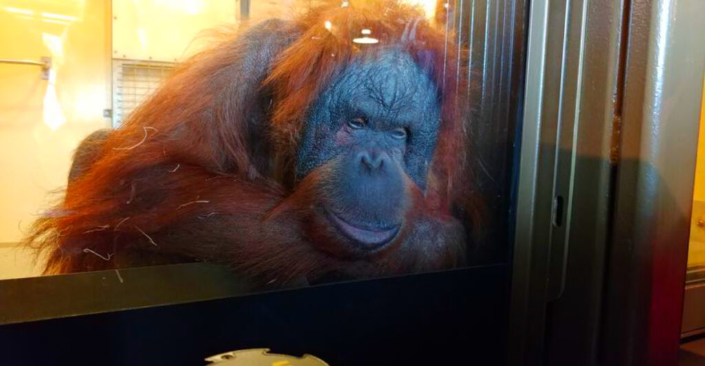 15 Places Helping Endangered Orangutans Recover