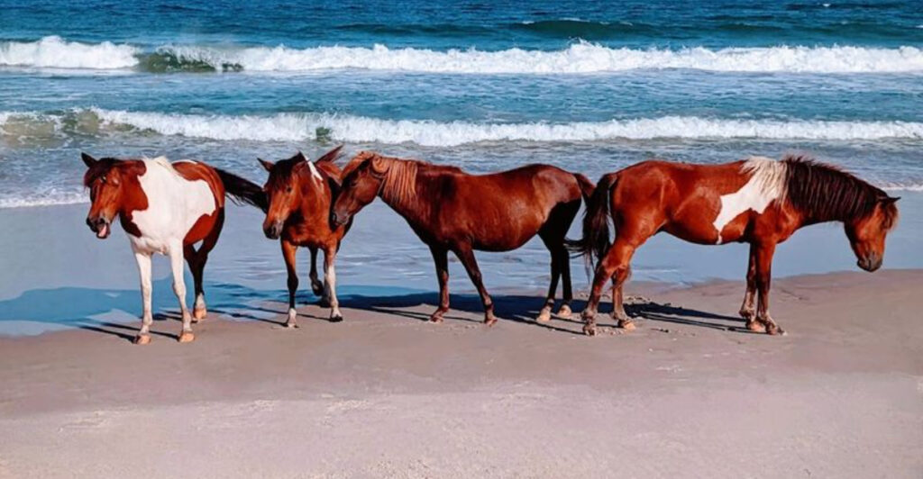 15 Places Where Animals Outnumber Humans by a Mile