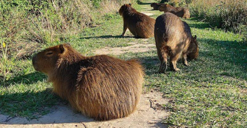 15 South American Destinations Where Wildlife Viewing Costs Next to Nothing