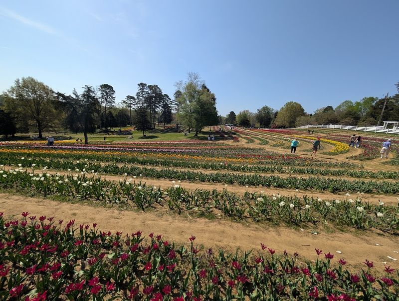 168,000 Tulips and Counting: The Scale of the Flower Fields 168,000 Tulips and Counting: The Scale of the Flower Fields