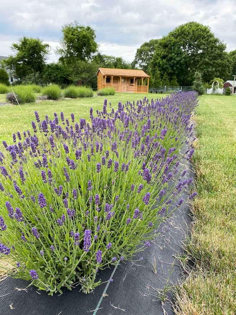4,000 Lavender Plants and What That Actually Looks Like
