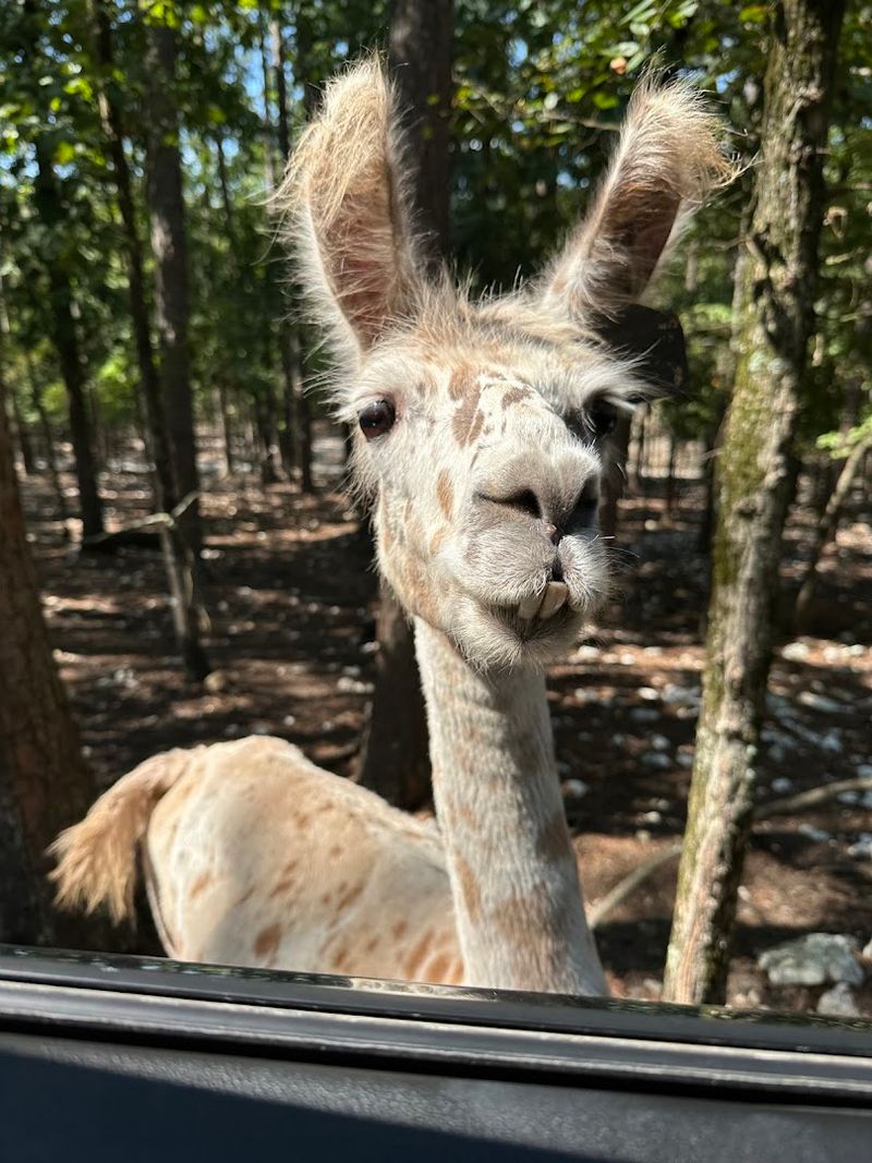 90 Acres of Safari Right From Your Car 90 Acres of Safari Right From Your Car