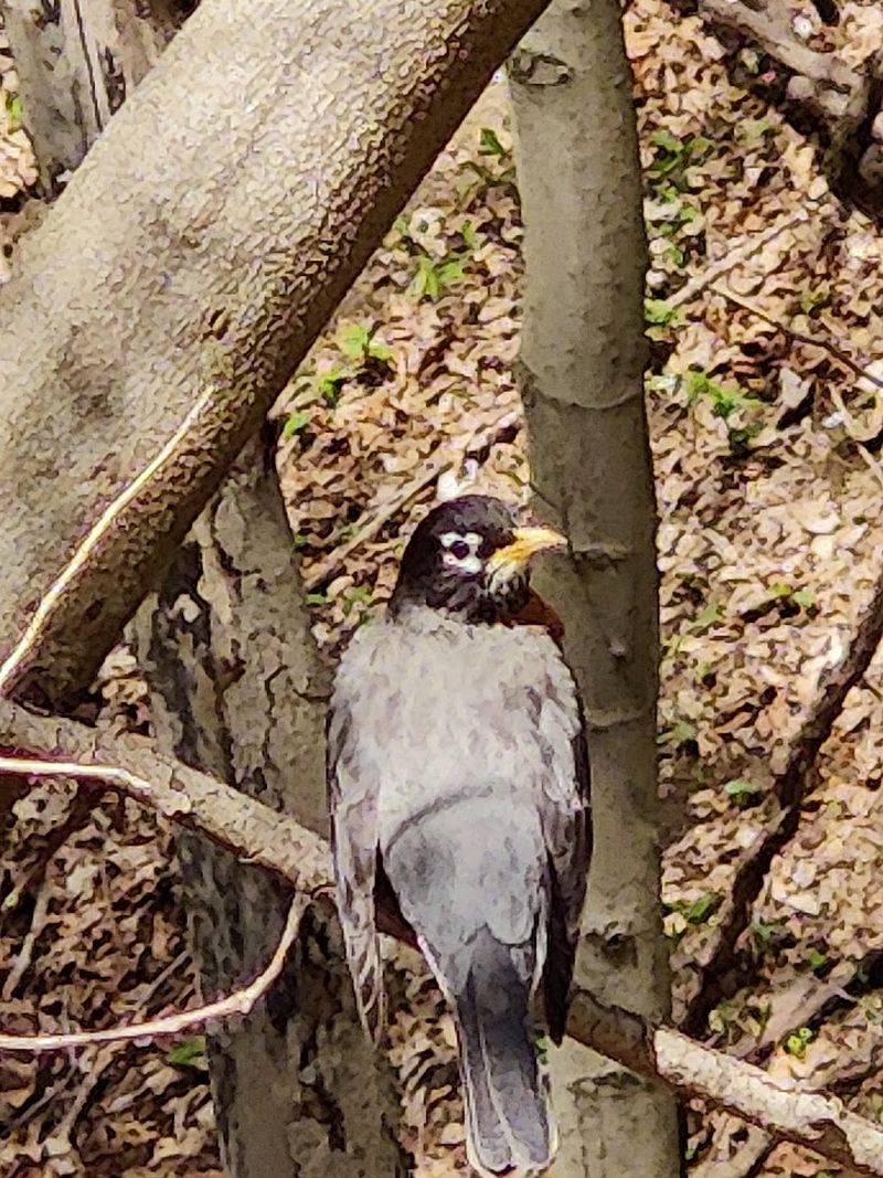 A Birdwatcher's Quiet Paradise Along the Monongahela A Birdwatcher's Quiet Paradise Along the Monongahela